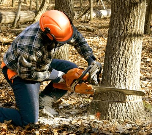Tree Removal in Harrisburg, MO